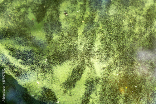 Wallpaper Mural Blaualgen in einem Gewässer, baden verboten Torontodigital.ca