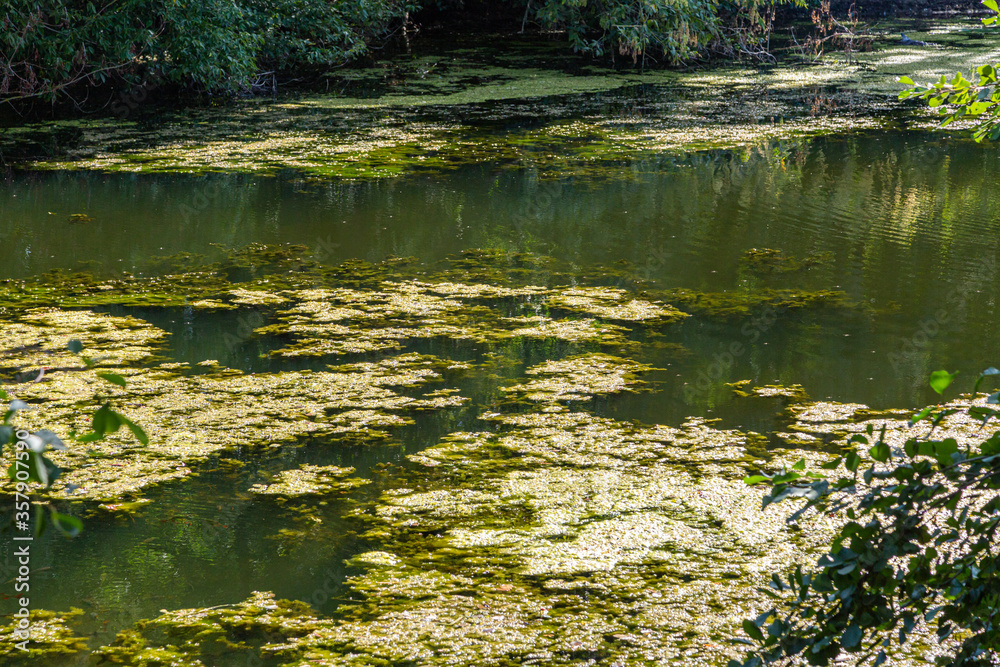 Blaualgen in einem Gewässer, baden verboten