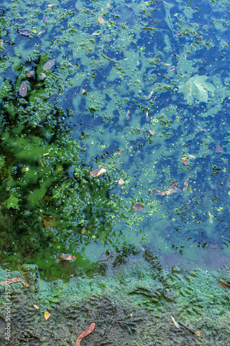 Blaualgen in einem Gewässer, baden verboten photo