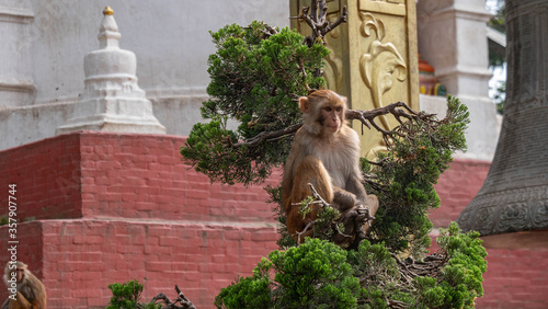 Ape in Swayambhunath, Kathmandu, Nepal