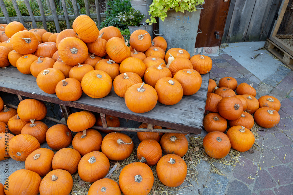 sehr viele orange Kürbisse liegen auf einem Haufen