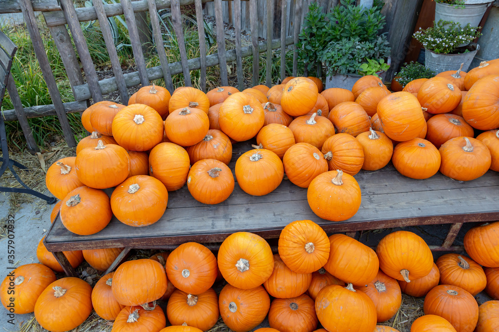 sehr viele orange Kürbisse liegen auf einem Haufen
