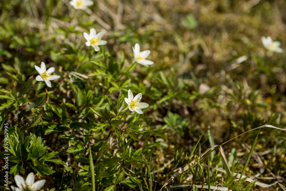 A big group of white pretty bluebells on the sun.Spring wild Flowers in forest.Beautiful magic snowdrops in spring forest. Scenic view of spring forest with blooming flowers. White blooming snowdrop A big group of white pretty bluebells on the sun.Spring wild Flowers in forest.Beautiful magic snowdrops in spring forest. Scenic view of spring forest with blooming flowers. White blooming snowdrop