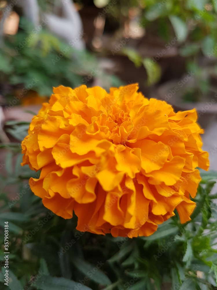 Beautiful Flowers Pictures. Beautiful Flowers Pictures.