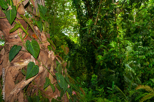 Landscape with green leaves of Heart-leaf Philodendron 9Philodendron hederaceum  on a tree in the forest. Seychelles