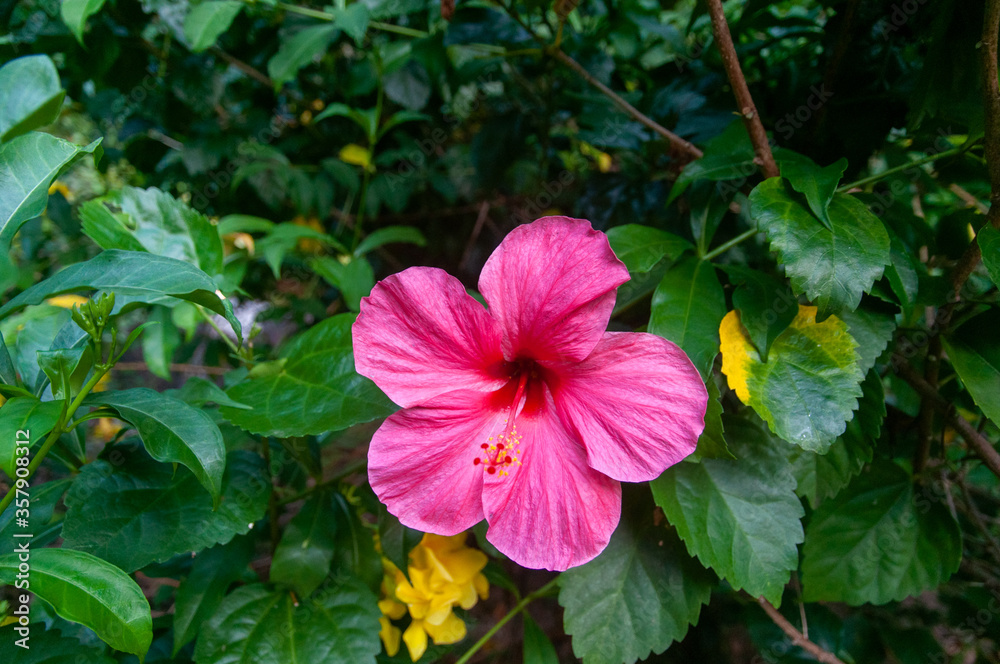 Pink beautiful tropical single flower of Chinese Hibiscus (Hibiscus rosa-sinensis). Seychelles Pink beautiful tropical single flower of Chinese Hibiscus (Hibiscus rosa-sinensis). Seychelles