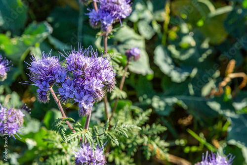 eine Blume  Schneeheide  die im Herbst bl  ht und Insekten Nahrung spendet 