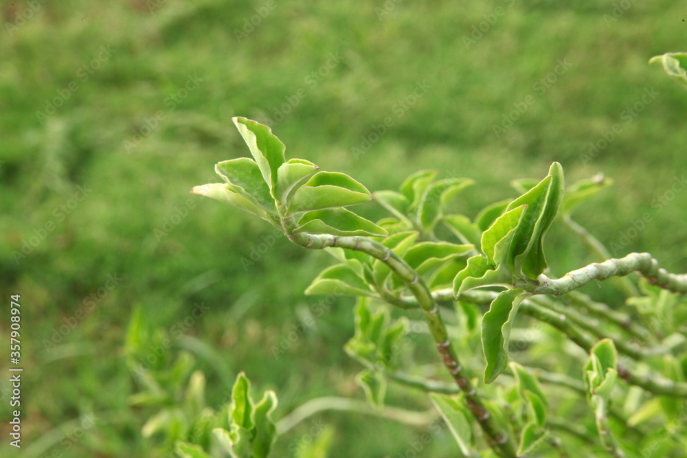 fresh herbs in the garden