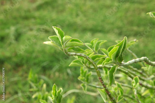 fresh herbs in the garden