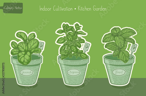 Food plants for kitchen garden, basil and spinach and oregano green hand drawn illustration