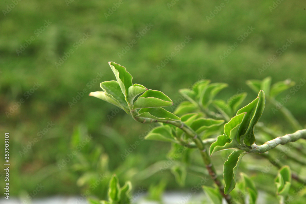 close up of fresh herbs