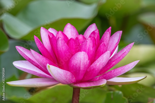 Pink water lily flower, Nymphaea lotus, Nymphaea sp. hort., on green leaves background.