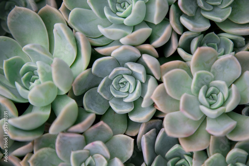 background from a close-up of succulent echeveria © Olena