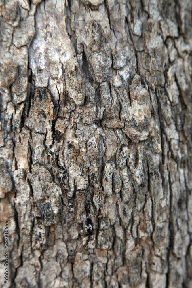 Wood Texture, Old Tree Texture, India Wood Texture, Old Tree Texture, India