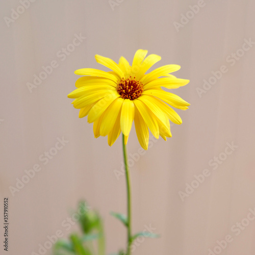Fiore giallo dell'Arnica isolato in uno sfondo sfocato. photo