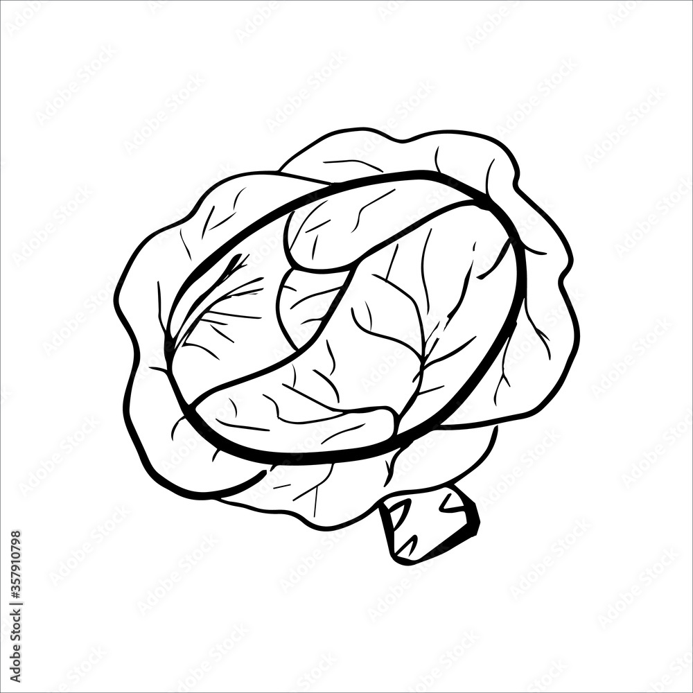 Vector illustration of a head of a cabbage. Hand drawn in doodle style illustration isolated on white background. Vector illustration of a head of a cabbage. Hand drawn in doodle style illustration isolated on white background.