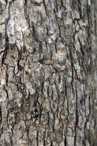 Fototapeta Naklejka Na Ścianę i Meble -  Wood Texture, Old Tree Texture, India