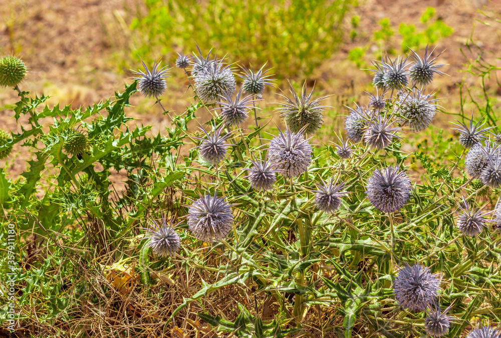 Obraz premium bush of globe thistles or Echinops