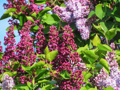 Lilac on a background of blue sky. spring flowers