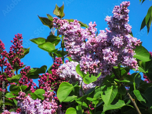 Lilac on a background of blue sky. spring flowers