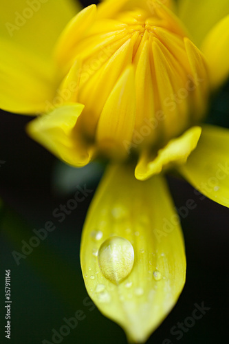 Yellow Chrysanthemun with water droplet on petal photo