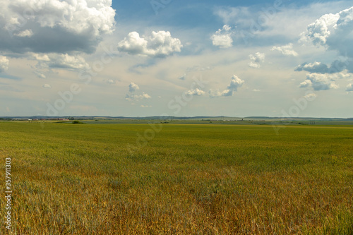 wheat field and blue sky