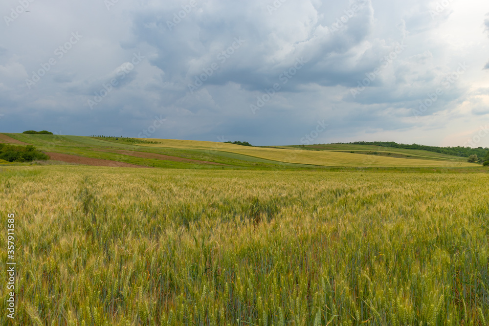 field of wheat