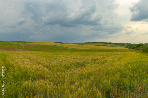 field of wheat © Ioan