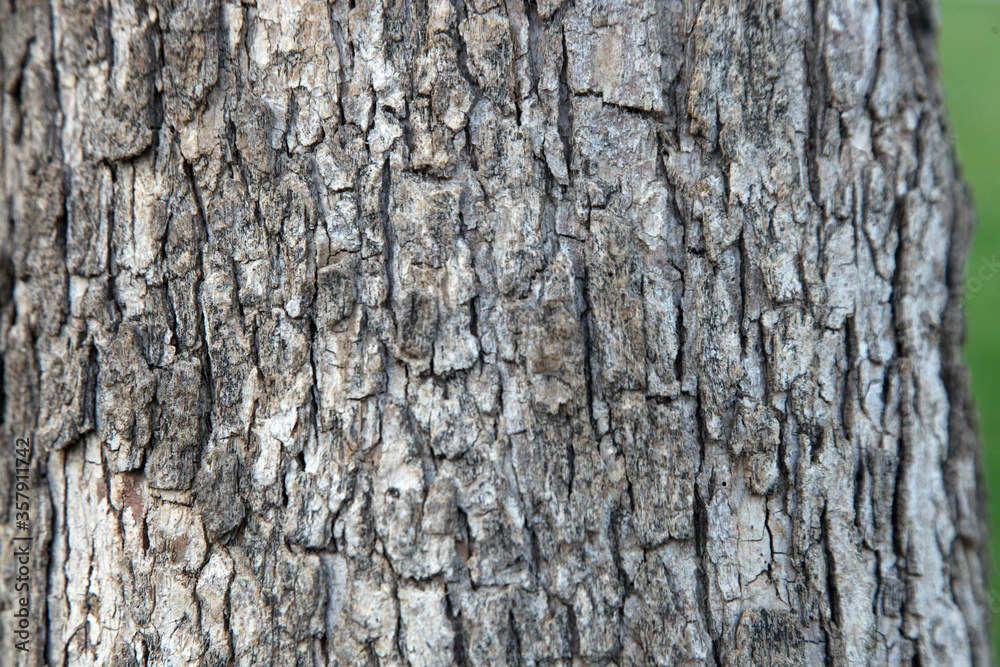 Wood Texture, Old Tree Texture, India Wood Texture, Old Tree Texture, India