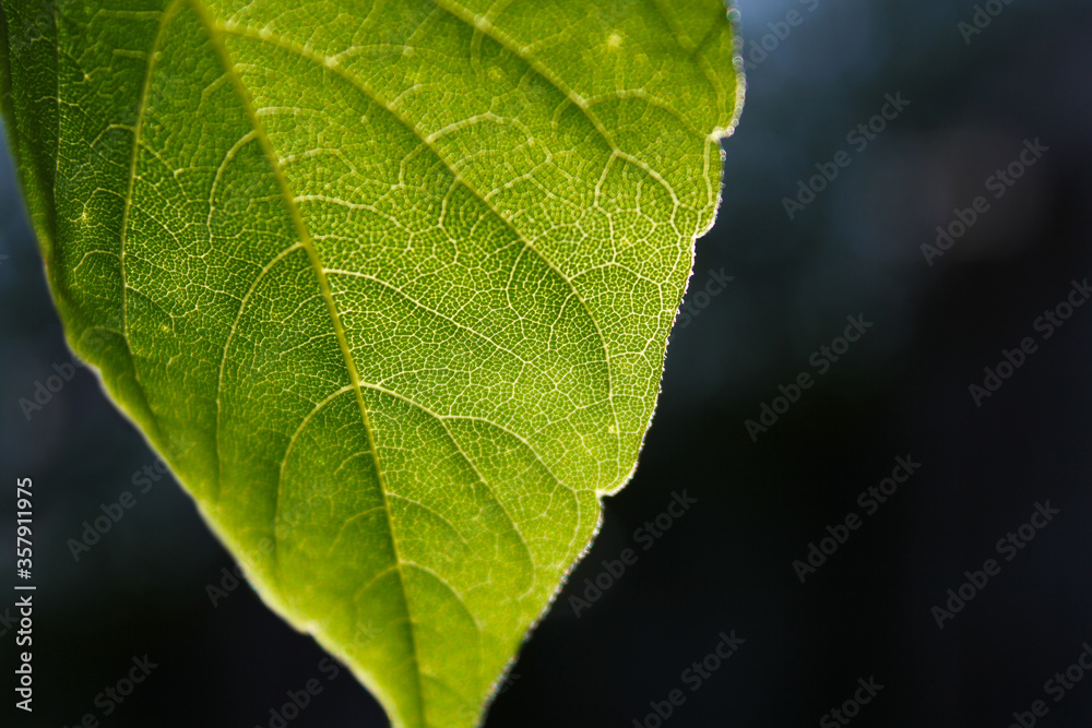 Light through the leaf. Streaks of fresh green leaf background. Macro photo, selective focus. Light through the leaf. Streaks of fresh green leaf background. Macro photo, selective focus.