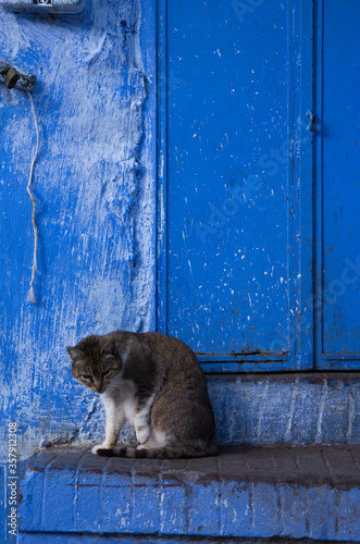 A local cat grooms itself in the Old Town section of Chechaouen, Morocco - also known as Blue City - located in the Rif mountains of northwest Morocco
 photo