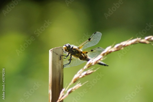 Eine große Libelle an einem Stab und einem Kornhalm an einem teich © HüSo