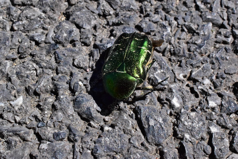 green beetle on the stone green beetle on the stone