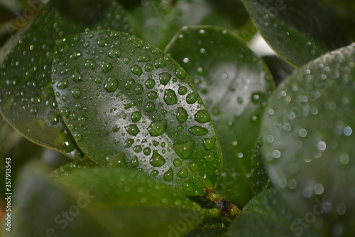 Green leaves with water