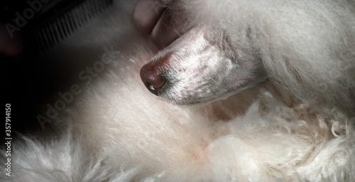 Toy Poodle Grooming Fluffy