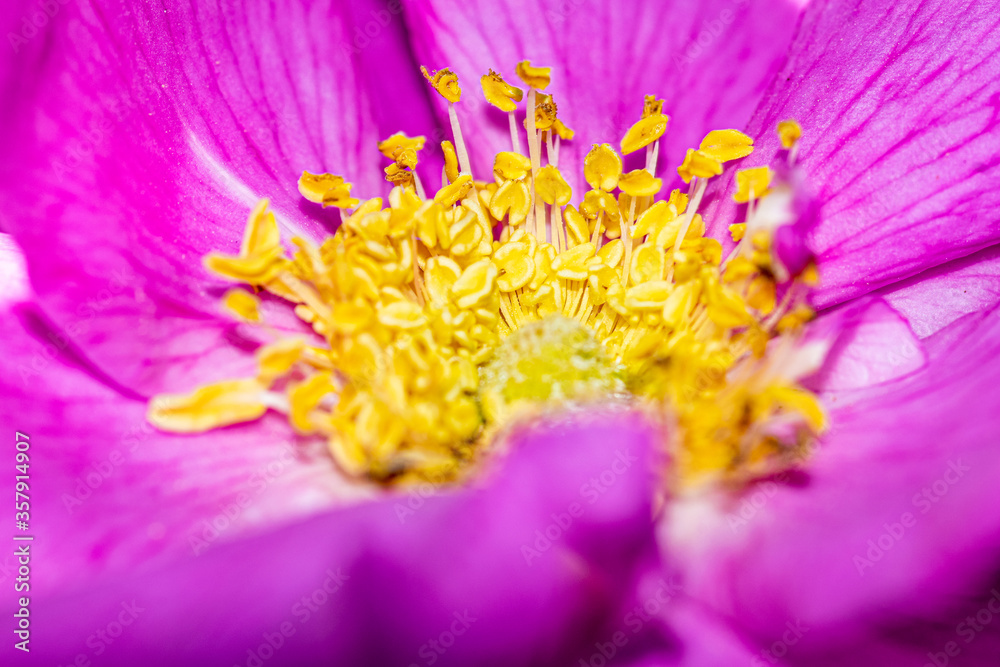 Obraz premium Purple flower macro