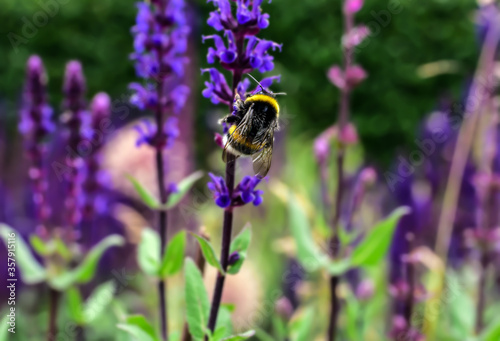 Rittersporn Delphinium Hummel Bombus Insekten Blüten Sommer Frühling 