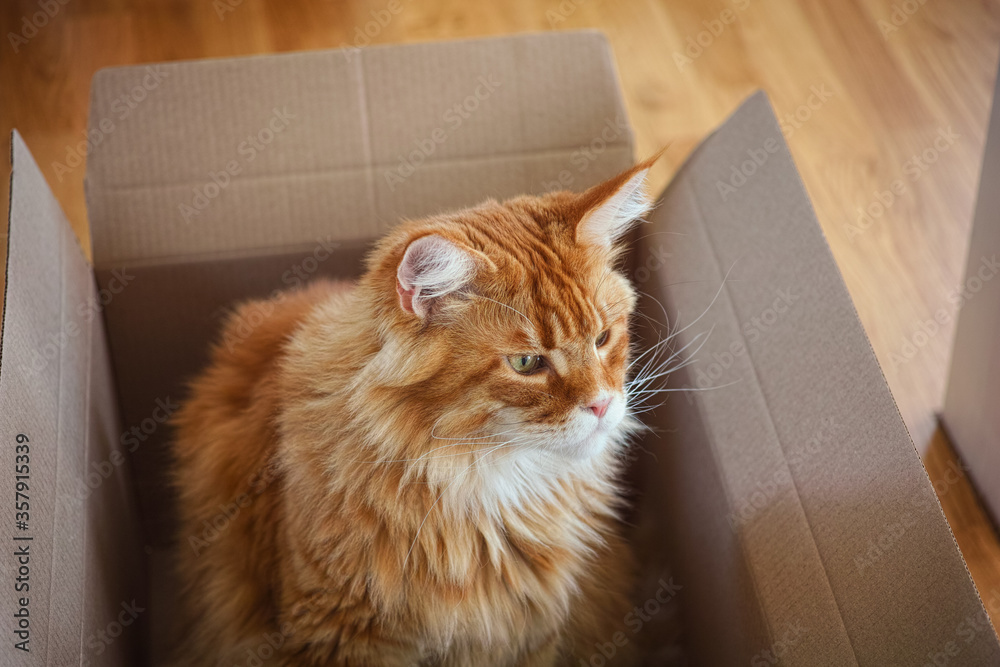 Red maine coon cat sitting inside a cardboard box