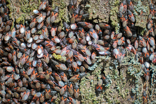 Lindenwanze oder Malvenwanze ( Oxycarenus lavaterae ) am Stamm einer Linde photo