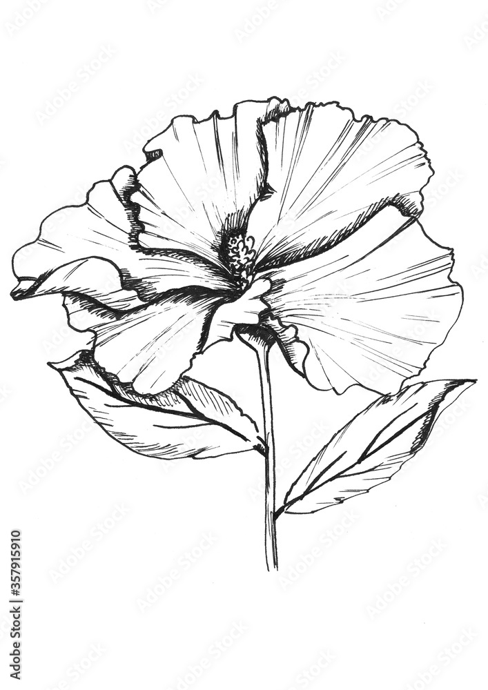 Fototapeta premium Black and white lavatera