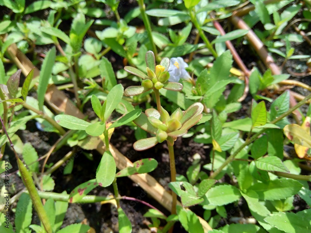 Portulaca oleracea (also called krokot, gelang biasa, Resereyan, common purslane, verdolaga, red root, pursley) with a natural background. This plant used as vegetable and herbal plant Portulaca oleracea (also called krokot, gelang biasa, Resereyan, common purslane, verdolaga, red root, pursley) with a natural background. This plant used as vegetable and herbal plant