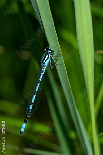 A bluet dragonfly sits upon green grass photo