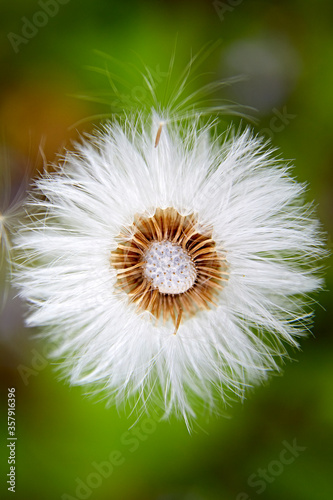 dandelion seeds closeup white soft