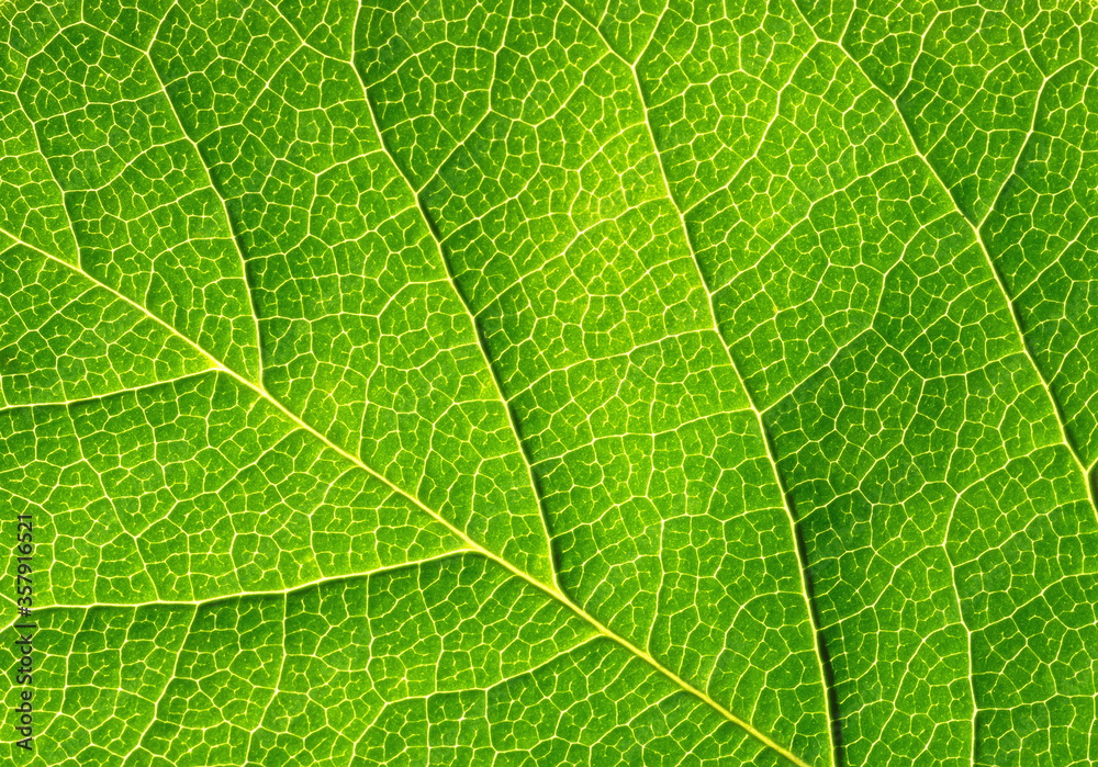 Abstract green leaf texture on black background. Abstract green leaf texture on black background.