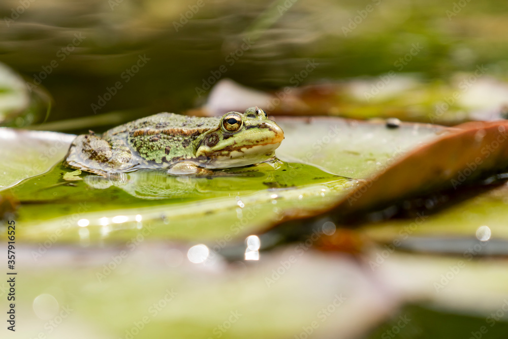 Iberian green frog (Pelophylax perezi), among lily pads. Iberian green frog (Pelophylax perezi), among lily pads.
