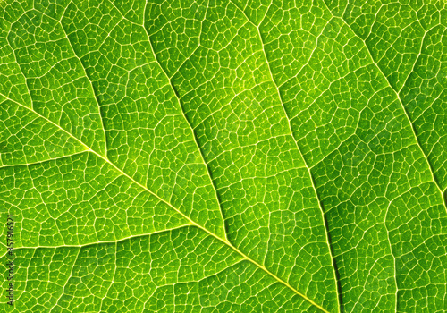 Abstract green leaf texture on black background.