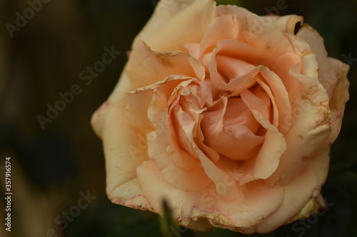 single orange rose
