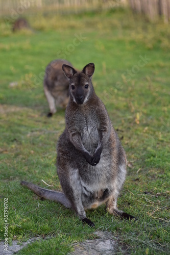 Portrait of a wallaby