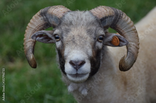 close up of a sheep