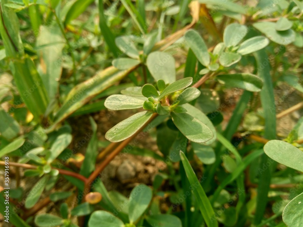Portulaca oleracea (also called krokot, gelang biasa, Resereyan, common purslane, verdolaga, red root, pursley) with a natural background. This plant used as vegetable and herbal plant Portulaca oleracea (also called krokot, gelang biasa, Resereyan, common purslane, verdolaga, red root, pursley) with a natural background. This plant used as vegetable and herbal plant